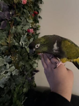 Image 5 of SOLD STC Tame Baby Patagonian Conure