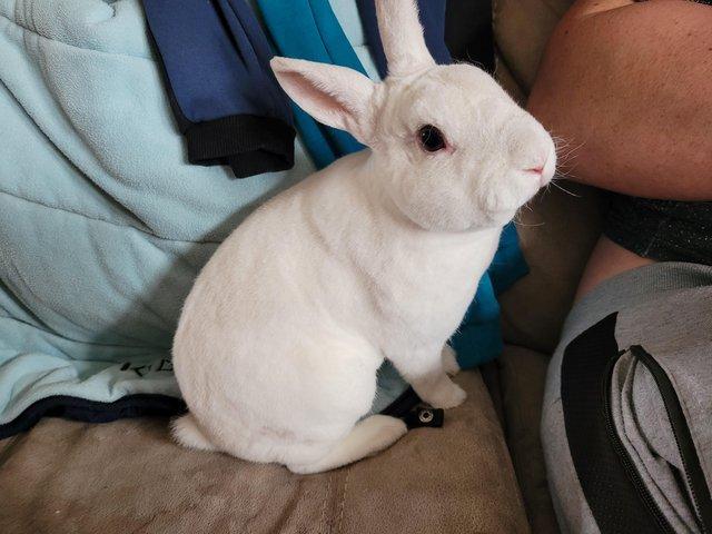 Preview of the first image of Neutered and fully vaccinated rescue male rex rabbit.