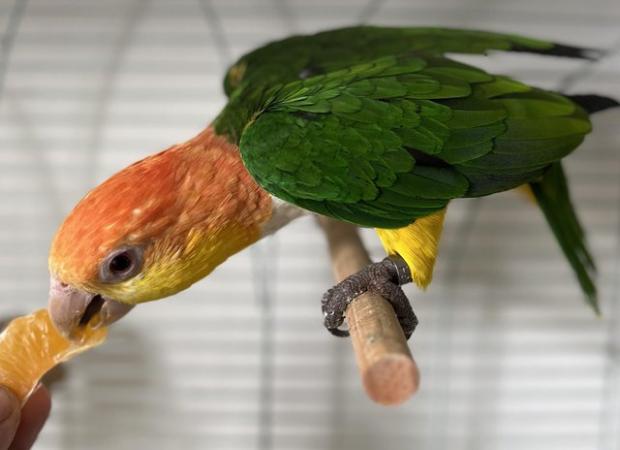 Image 6 of Semi Tame Yellow Tighed Caique Parrot and cage