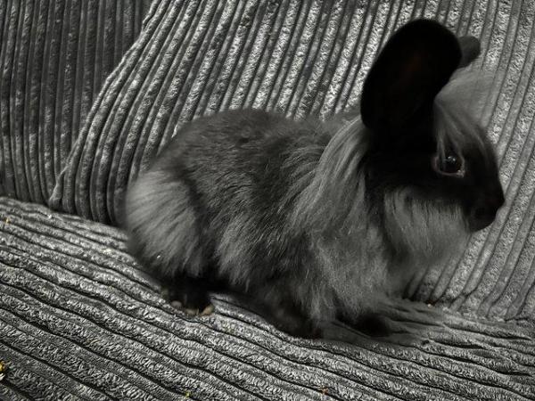 Image 4 of 6 month old male lion head rabbit grey and black
