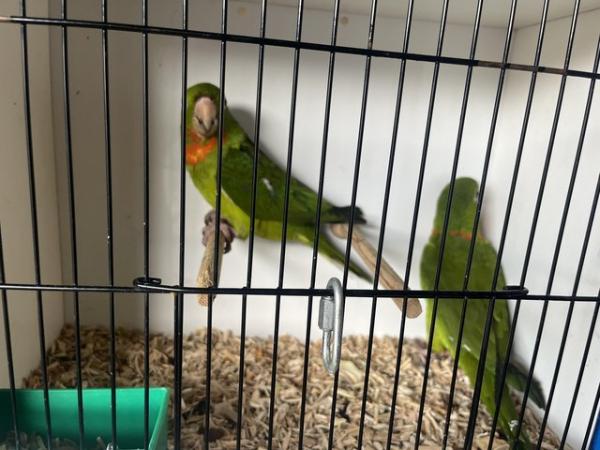 Image 5 of 2 pairs Red throated conures