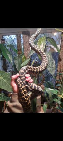 Image 4 of Zebra Jungle carpet python female
