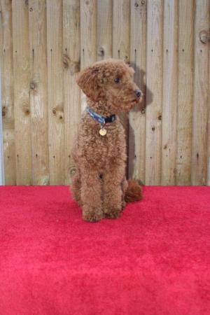 Image 2 of Proven Red Toy Poodle Stud Dog (Health Tested)