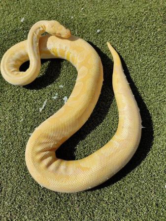 Image 4 of Ball python collection for sale