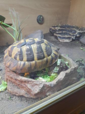 Image 4 of 3 year old herrmans tortoise with complete set up