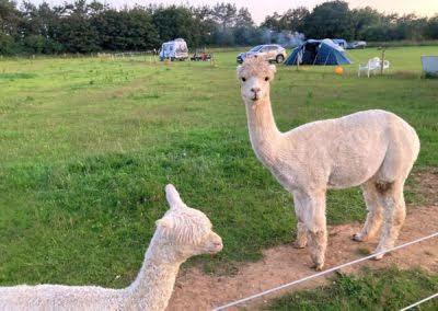Image 1 of Female alpaca mother and daughter