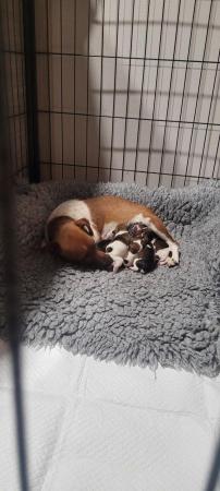Image 3 of Beautiful Jack Russell Pups DNA Health Tested