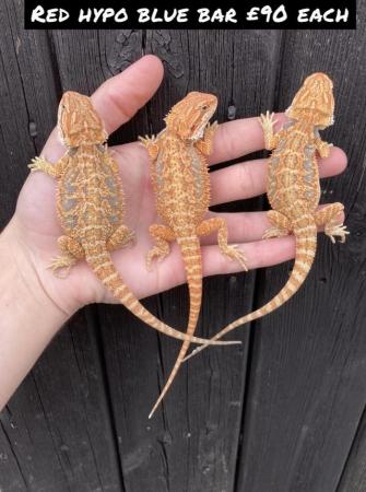 Image 7 of Various Bearded Dragon morphs available