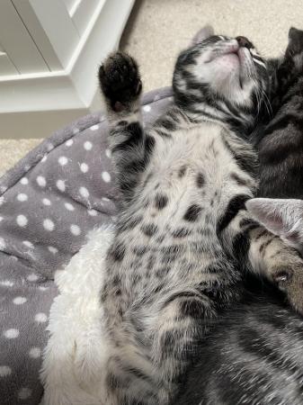 Image 5 of READY NOW! Gorgeous 1/2 Bengal boy kitten for sale! Last one