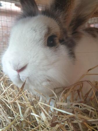 Image 3 of 3 year old mini lop x lion head rabbit and large hutch
