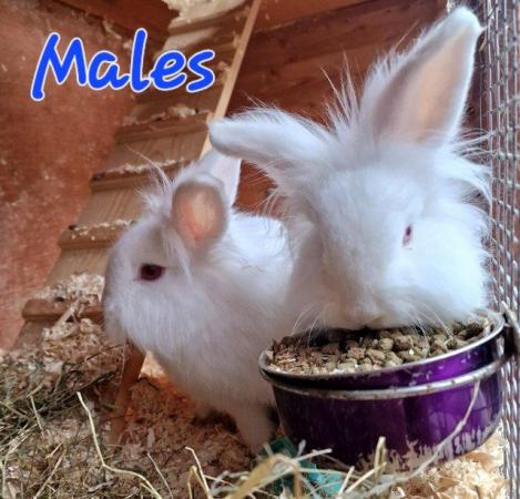 Image 9 of 1 Albino Lion-Lop Bunny For Sale