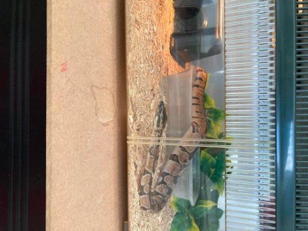 Image 6 of 5 month old Ball Python for sale