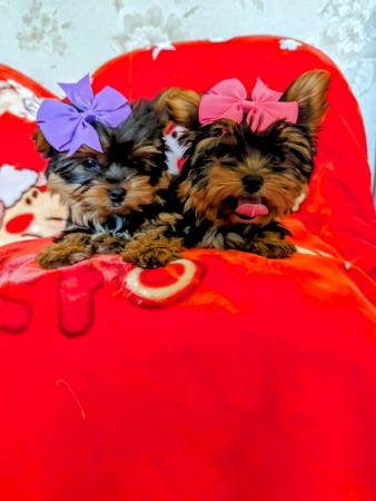 Image 5 of Yorkshire terrier biewer puppies first & second vaccination