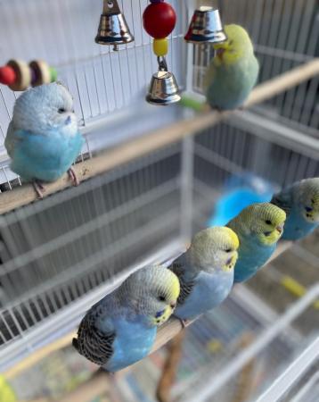 Image 2 of 3 month old baby budgies, all colours £25 (8 LEFT)