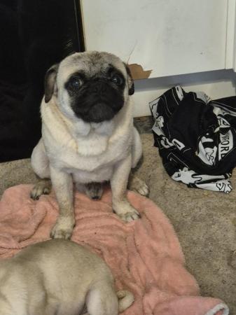 Image 5 of Male fawn pug baby Ronnie 2 years old