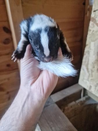 Image 8 of skunk kits black&white ready to reserve!