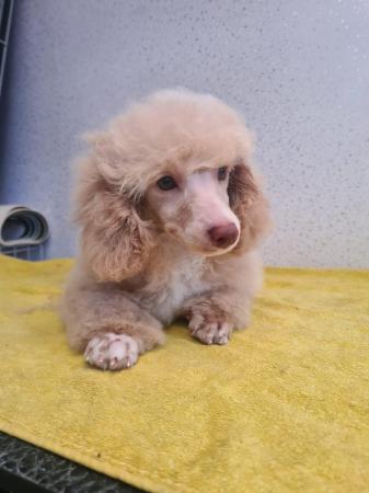 Image 7 of Outstanding litter of toy poodle puppies