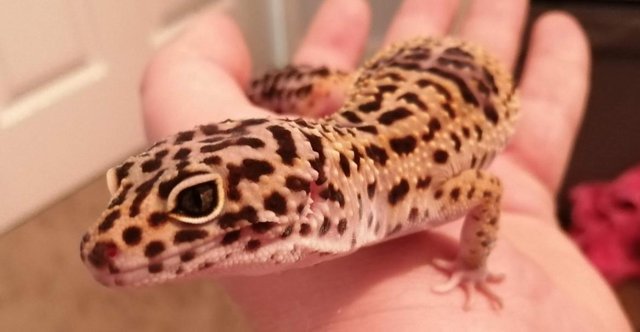 Image 6 of 4year old female leopard Gecko with viv and all accessories