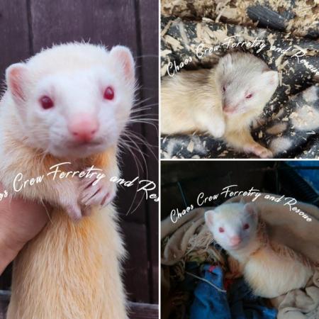 Image 6 of Rescue ferrets for adoption