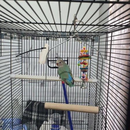 Image 6 of Young peach face lovebirds available