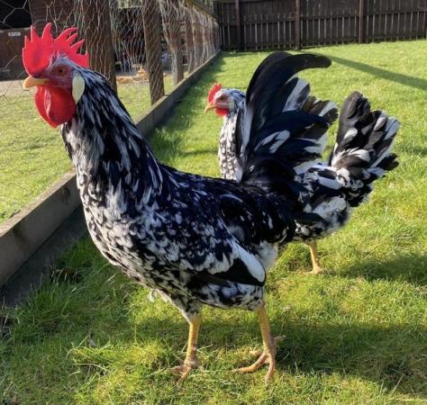 Image 6 of Exchequer Leghorn Hatching Eggs from Quality Chickens