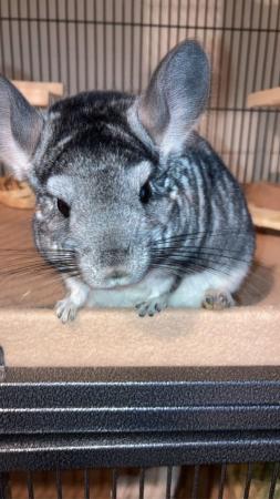 Image 1 of 3 year old grey standard chinchilla for sale