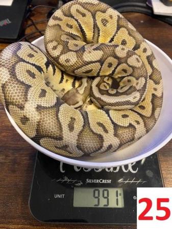 Image 16 of Various Royal Pythons - Reduced
