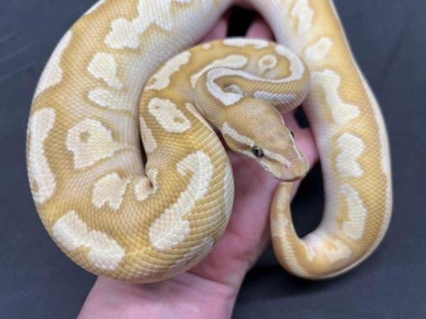 Image 3 of Coral Glow Lesser Pastel Gravel het Pied Male Royal Python