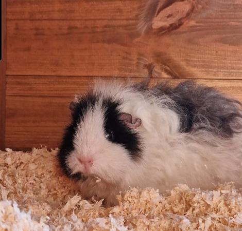 Image 1 of Guinea pigs Ready now, boys & girls available