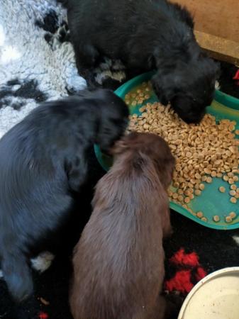 Image 3 of Cocker spaniel puppies all boys