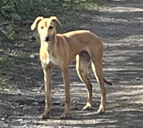 Image 3 of 7 month old Lurcher girl for sale