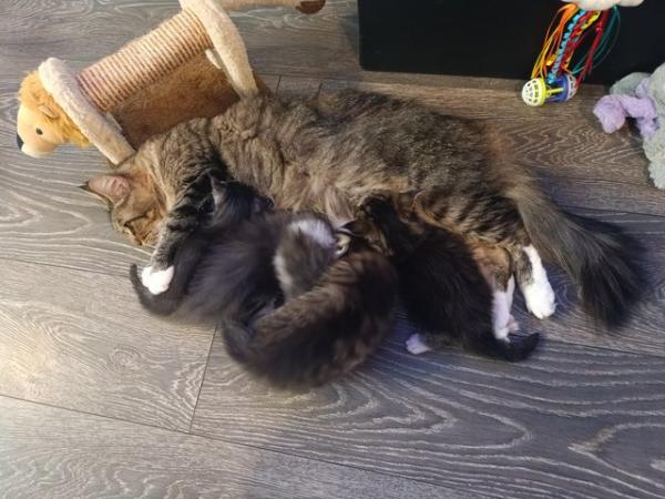 Image 16 of Fluffy maine coon kittens