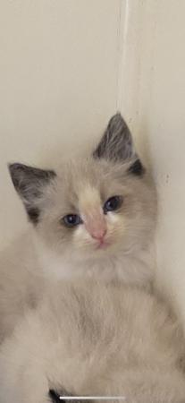 Image 6 of Ragdoll kittens ready to leave
