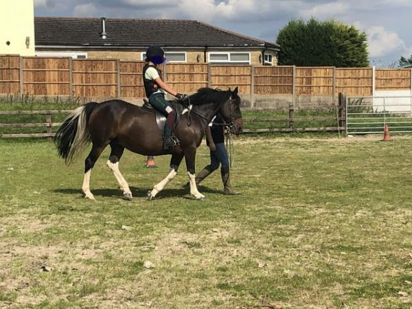 Image 3 of Skewbald Mare for sale 13.2hh