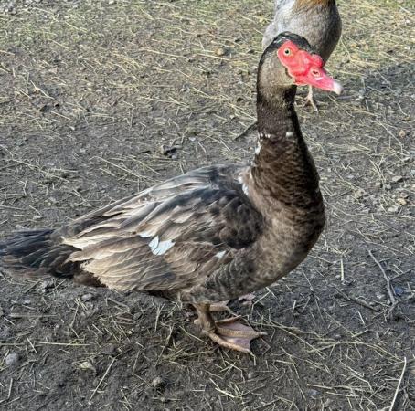 Image 1 of Bronze Looney Muscovy Male