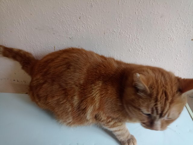 Preview of the first image of Ginger make cat for sale.