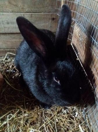 Image 2 of 7 month old female rabbit