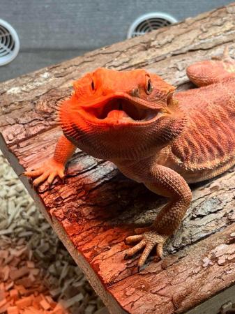 Image 2 of 2year old male bearded dragon £680 with Viv