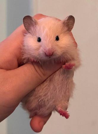 Image 4 of Baby Syrian Hamster - Very Friendly and Tame