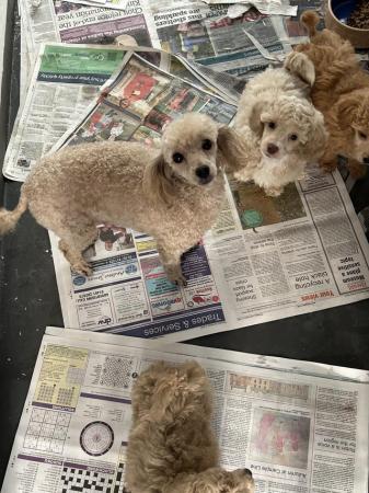 Image 3 of Outstanding litter of toy poodle puppies