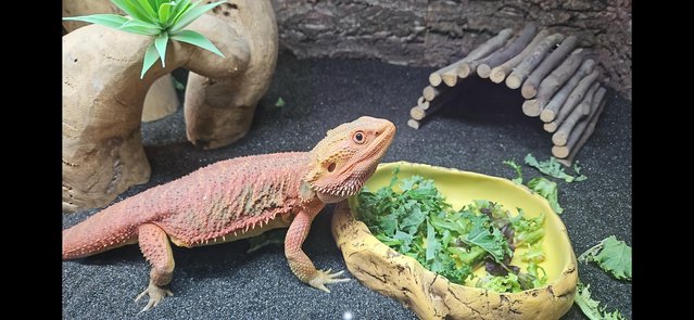 Image 2 of 1 year old Red bearded dragon with full enclosure