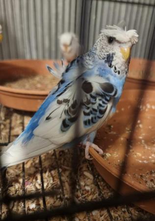 Image 5 of 6 month old helicopter female budgie
