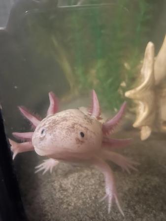 Image 3 of 2 axolotls and tank plus accessories