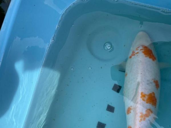 Image 4 of Japanese Koi reared from fry