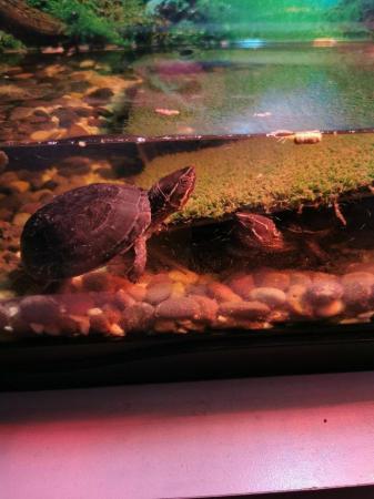 Image 2 of 2 Musk Turtles with or without Complete set up