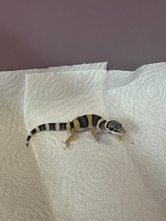 Image 7 of Baby leopard geckosfor sale