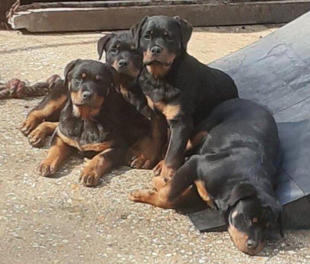 Preview of the first image of Rottweilerpuppies for sale mixed litter..