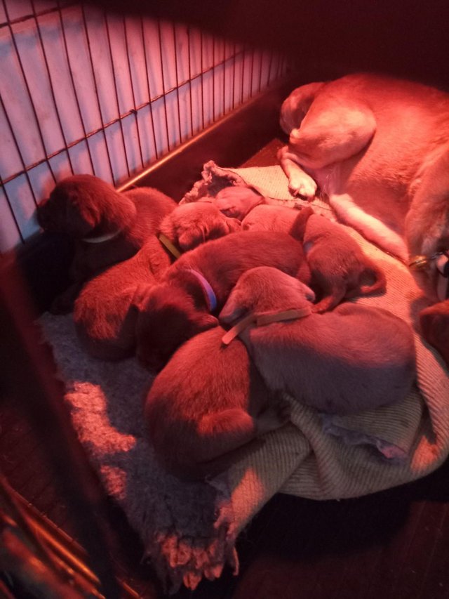 Preview of the first image of Labrador Retriever puppies.