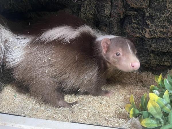 Image 1 of 6 lovely baby skunks for sale