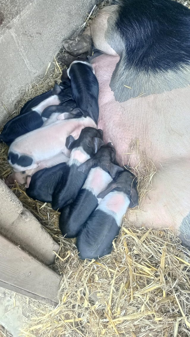 Preview of the first image of British saddleback x large white piglets for sale.